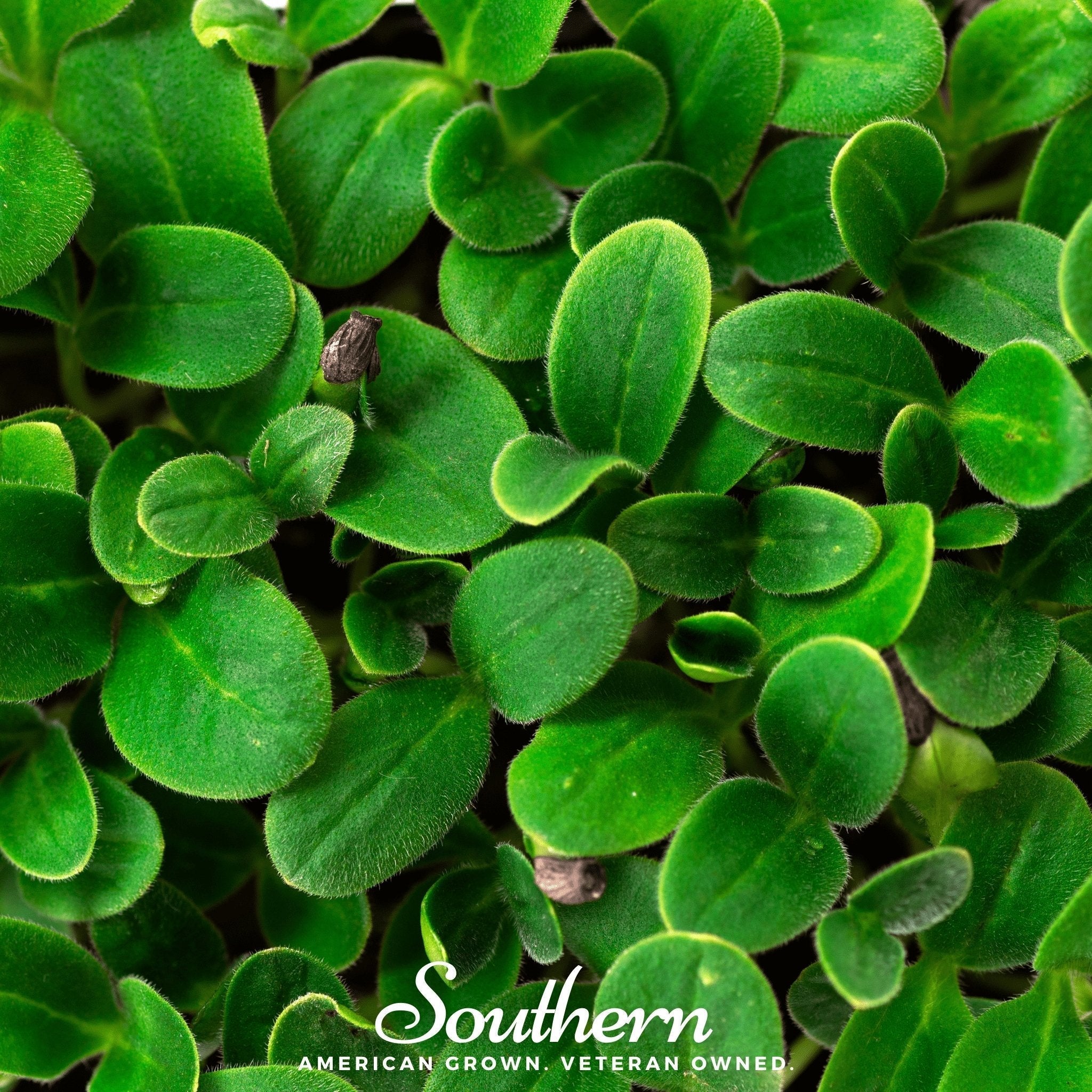 Black Oil Sunflower Sprout – 500 Seeds Southern Seeds