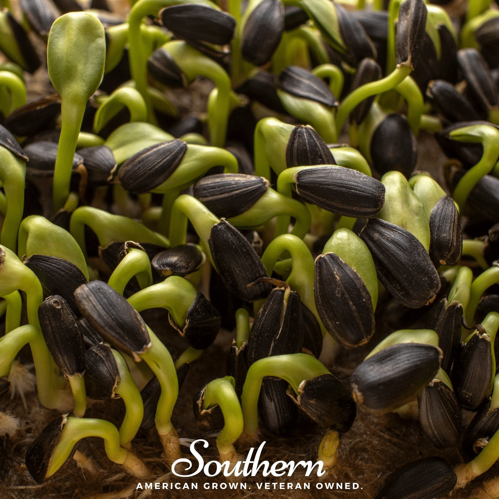 Black Oil Sunflower Sprout – 500 Seeds Southern Seeds