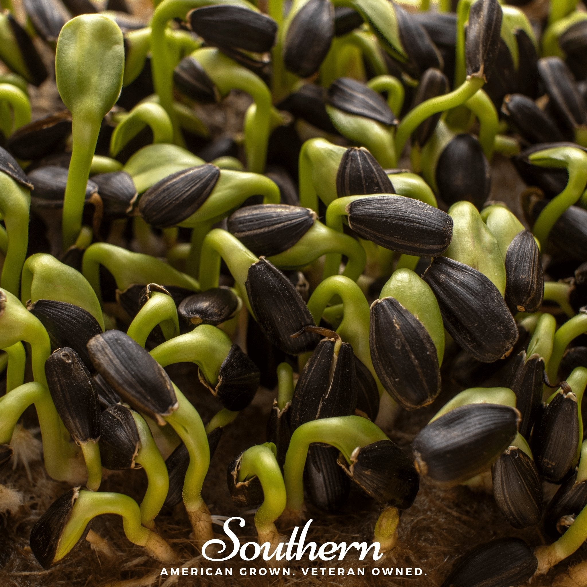Black Oil Sunflower Sprout – 500 Seeds Southern Seeds