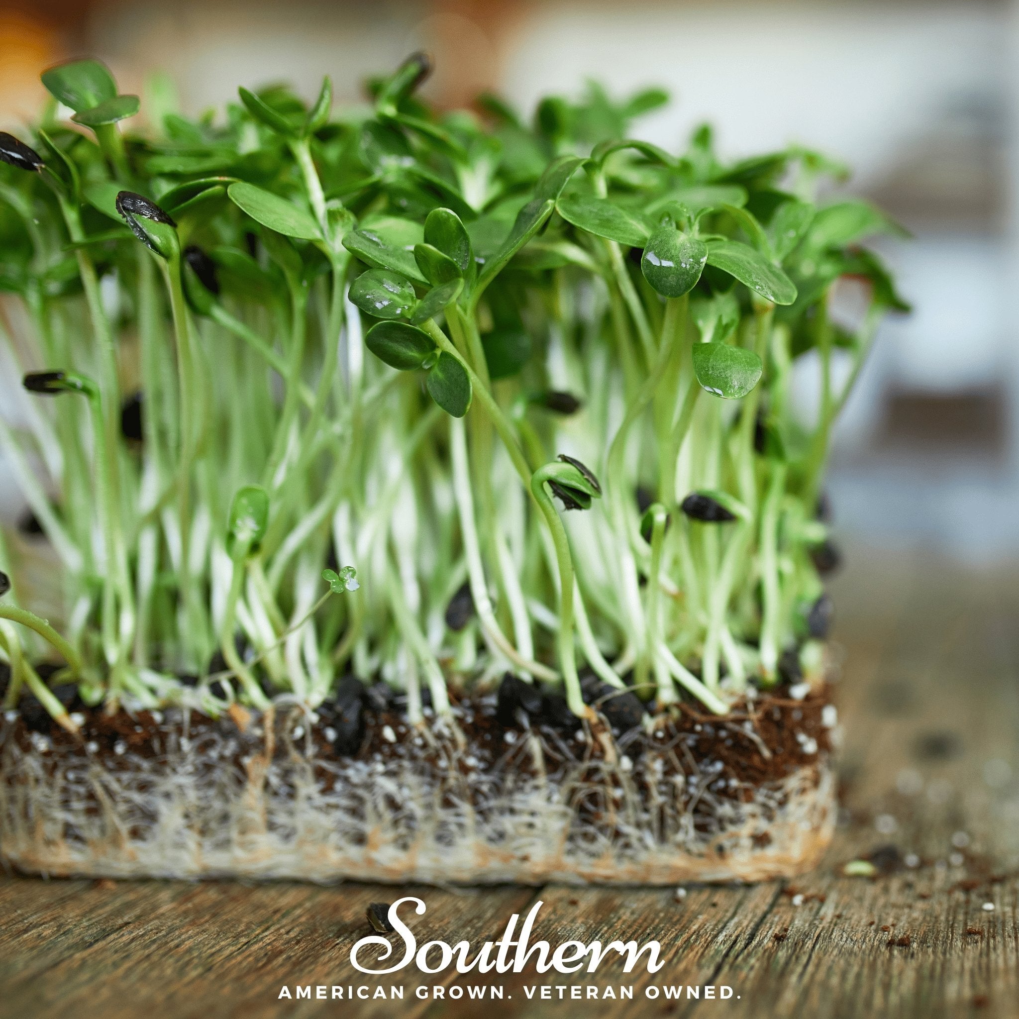 Black Oil Sunflower Sprout – 500 Seeds Southern Seeds