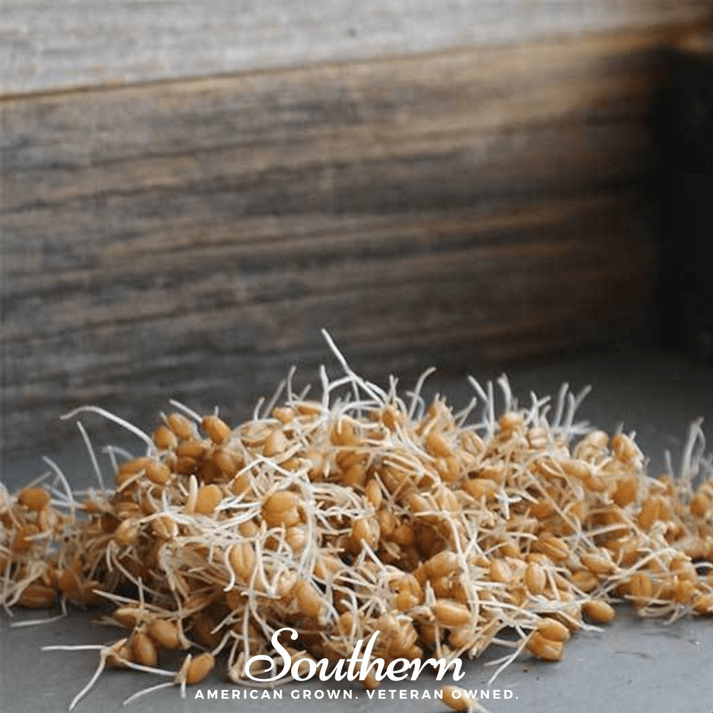 Hard Red Winter Wheat Sprout – 200 Seeds Southern Seeds