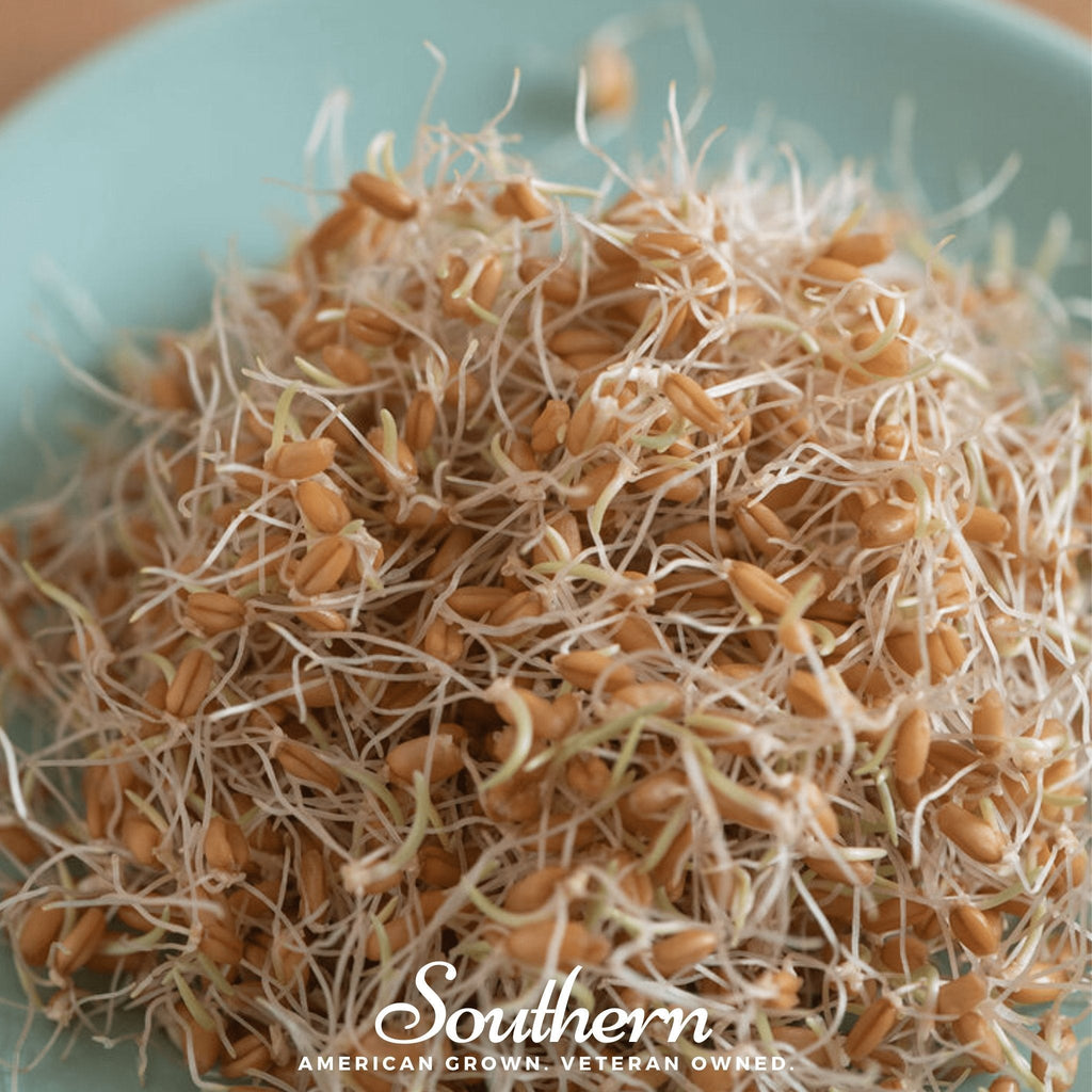 Hard Red Winter Wheat Sprout – 200 Seeds Southern Seeds