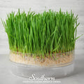 Hard Red Winter Wheat Sprout – 200 Seeds Southern Seeds