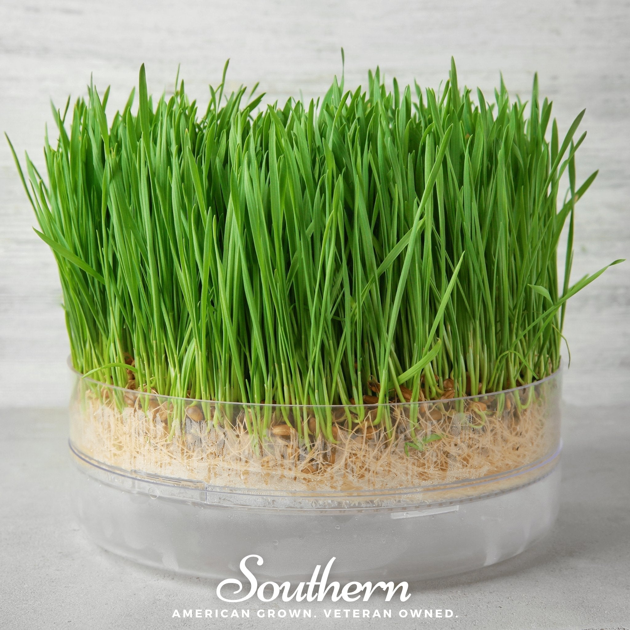 Hard Red Winter Wheat Sprout – 200 Seeds Southern Seeds