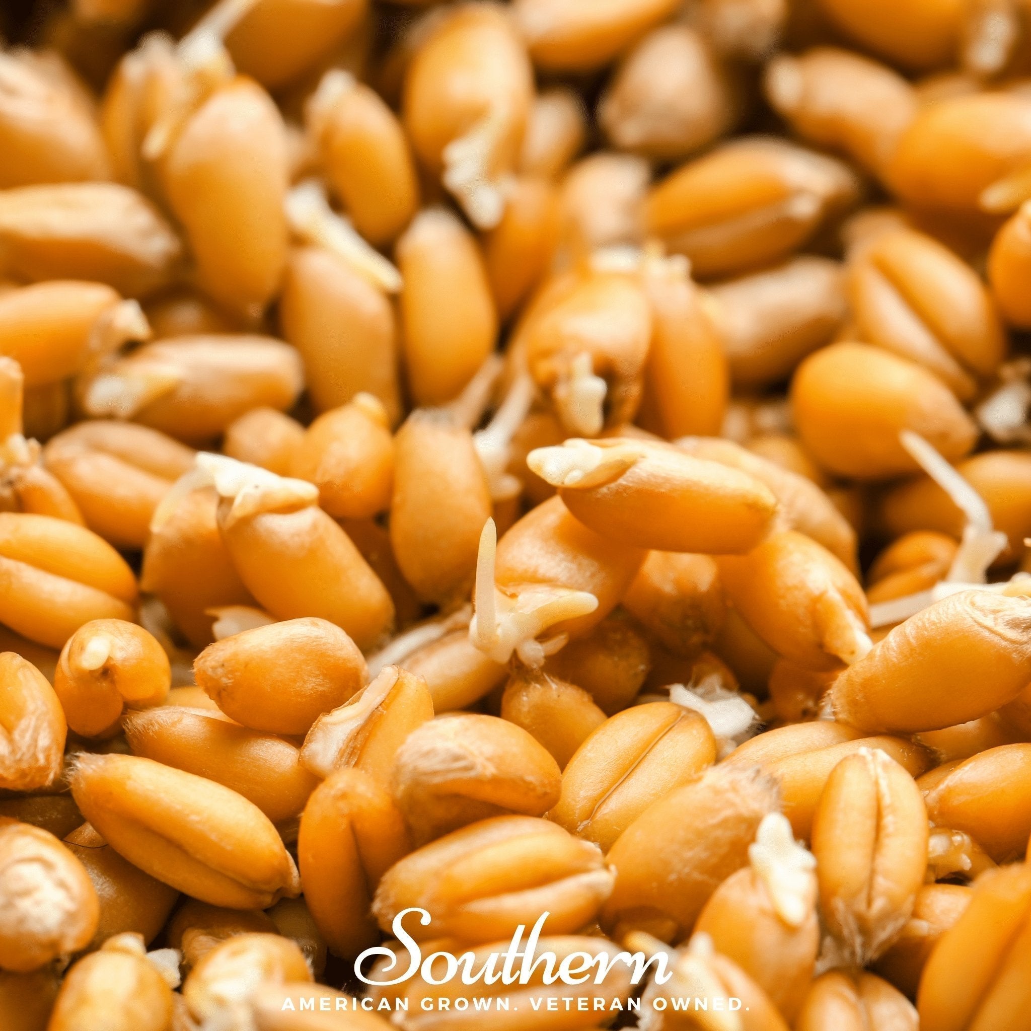 Hard Red Winter Wheat Sprout – 200 Seeds Southern Seeds