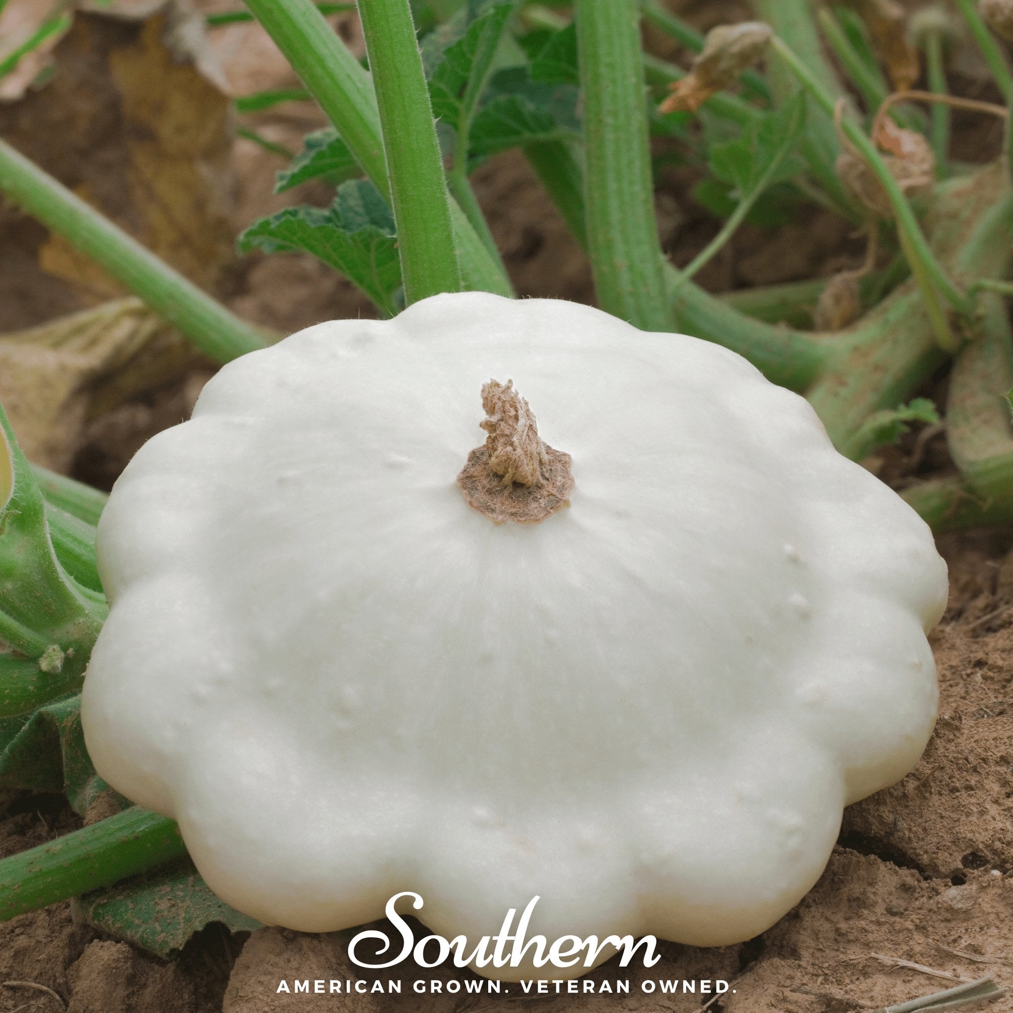 Bennings Green Tint Scallop Summer Squash – 25 Seeds Southern Seeds