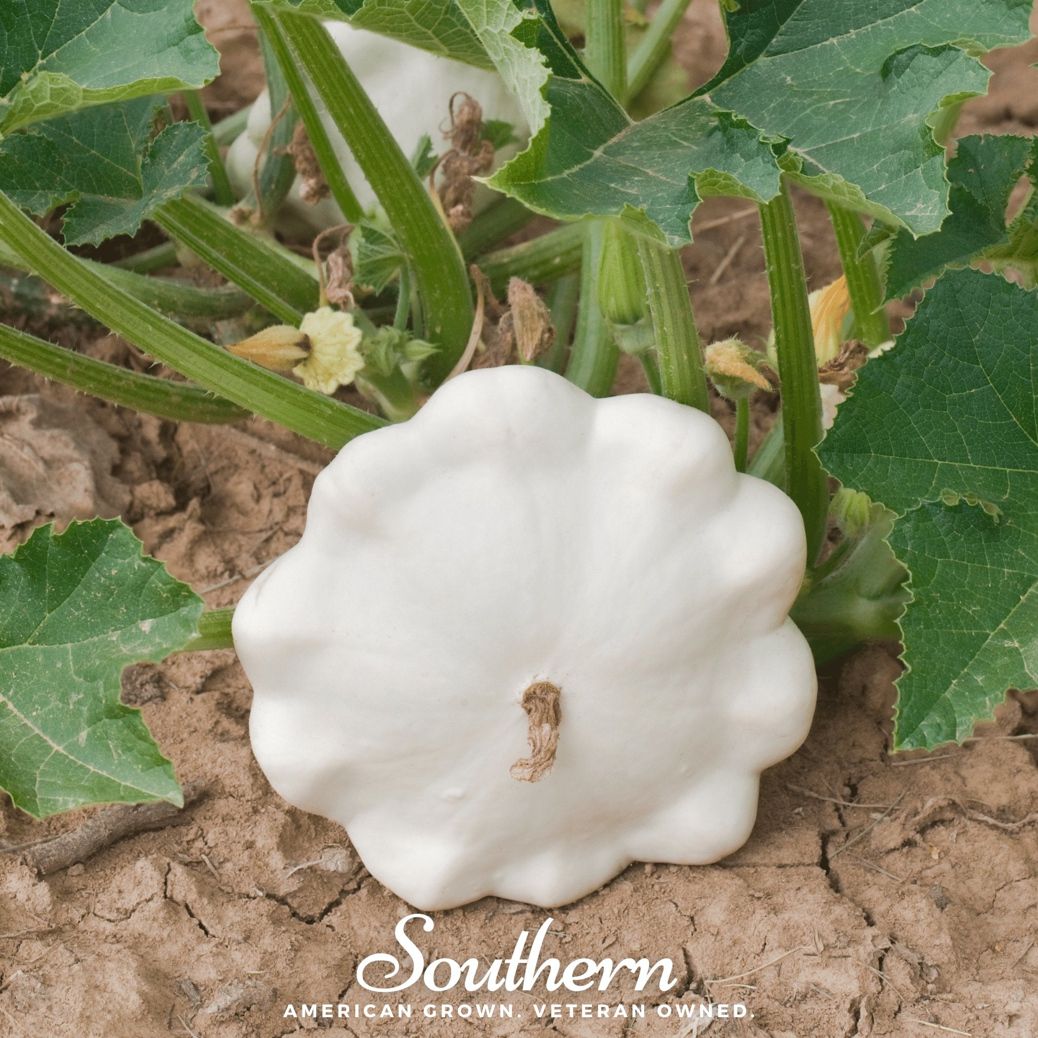 Bennings Green Tint Scallop Summer Squash – 25 Seeds Southern Seeds