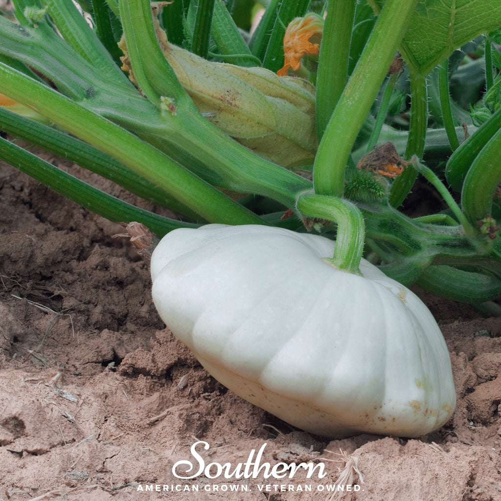 Bennings Green Tint Scallop Summer Squash – 25 Seeds Southern Seeds