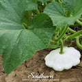 Bennings Green Tint Scallop Summer Squash – 25 Seeds Southern Seeds