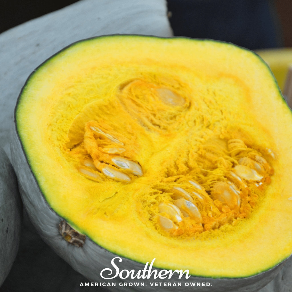 Blue Hubbard Winter Squash – 20 Seeds Southern Seeds