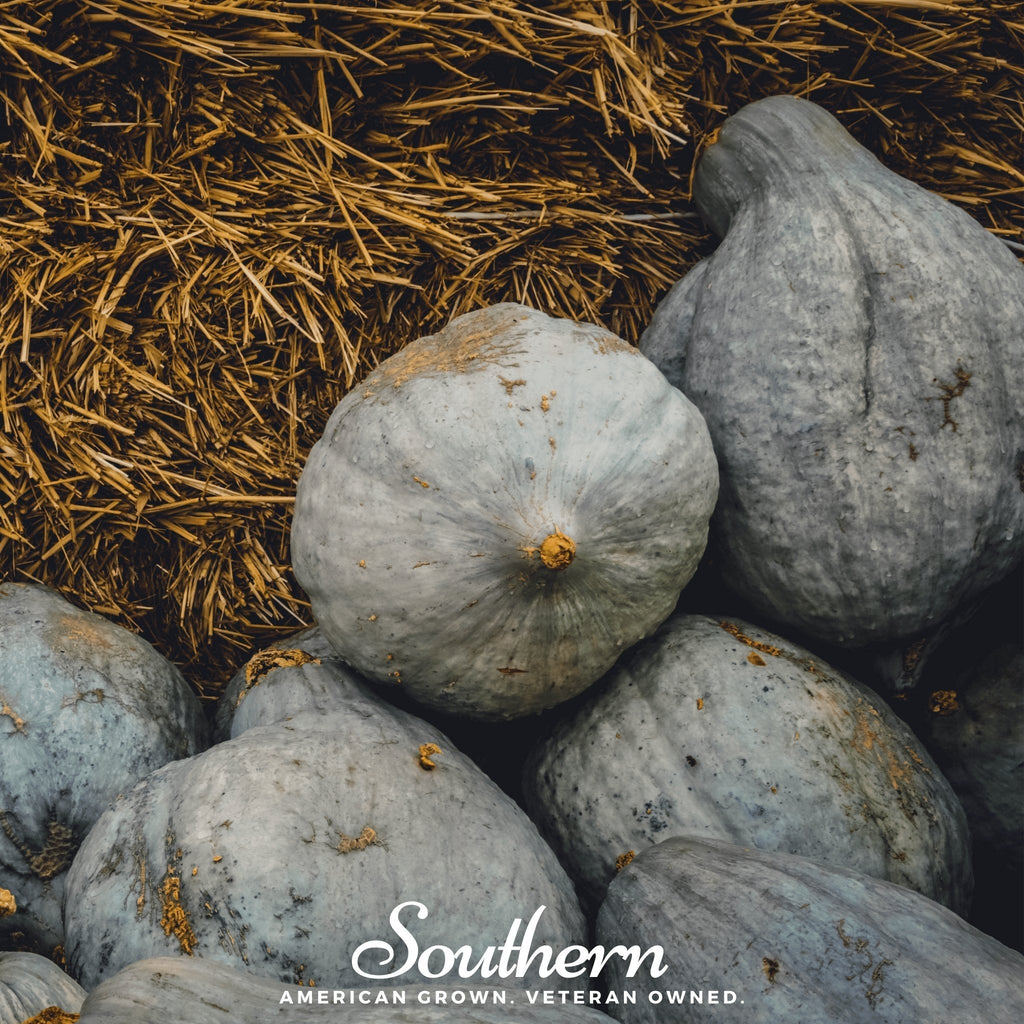 Blue Hubbard Winter Squash – 20 Seeds Southern Seeds