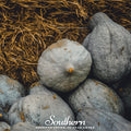 Blue Hubbard Winter Squash – 20 Seeds Southern Seeds