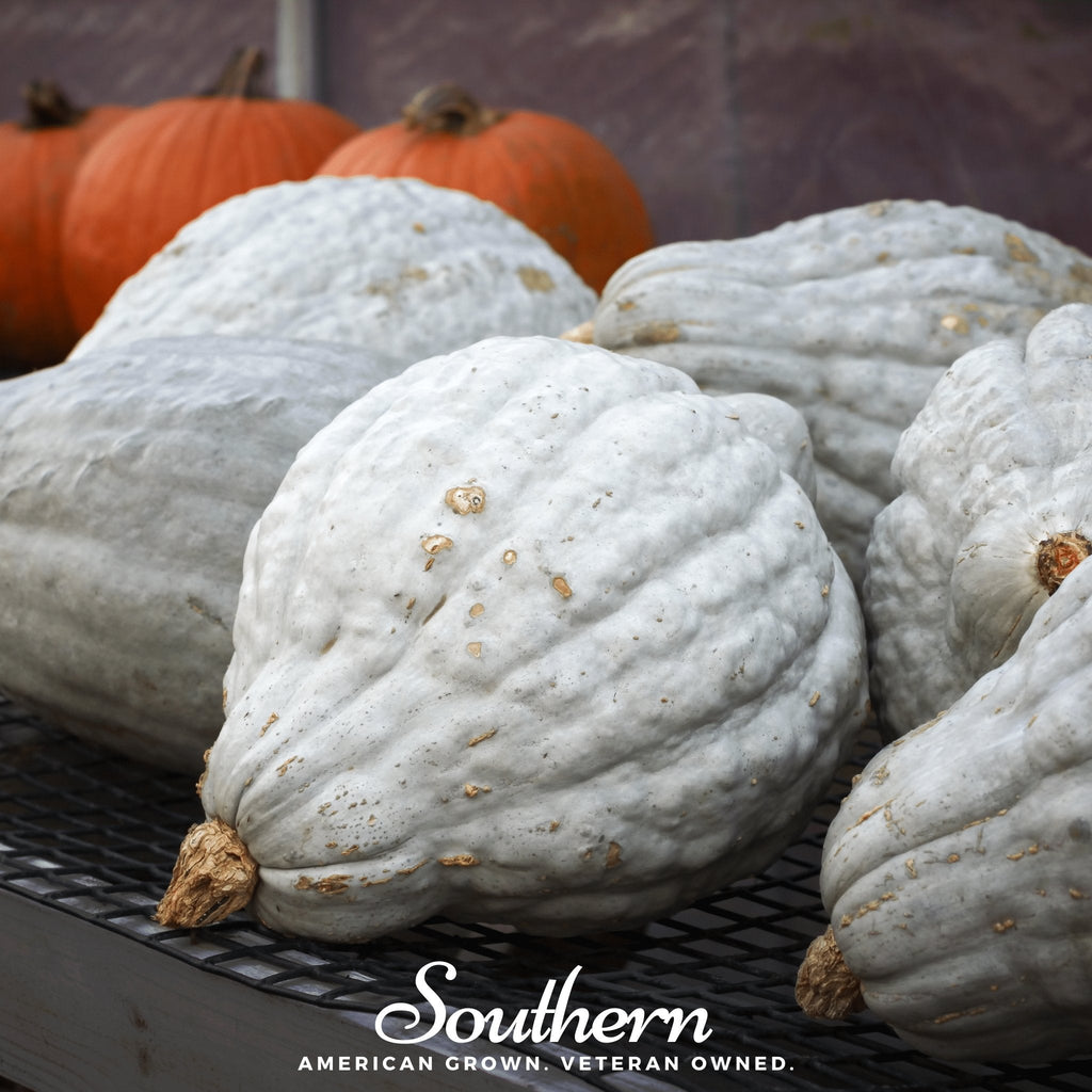Blue Hubbard Winter Squash – 20 Seeds Southern Seeds