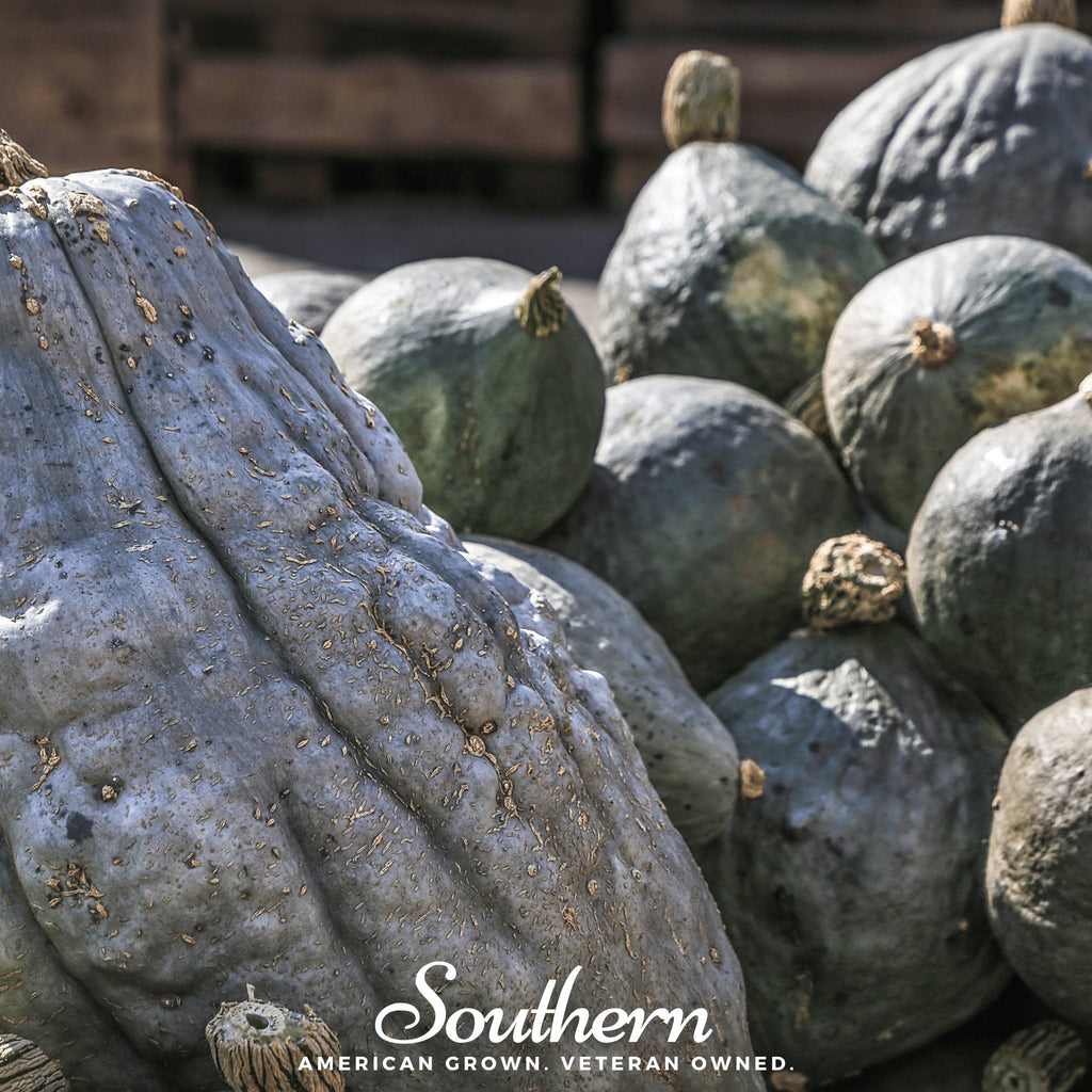 Blue Hubbard Winter Squash – 20 Seeds Southern Seeds