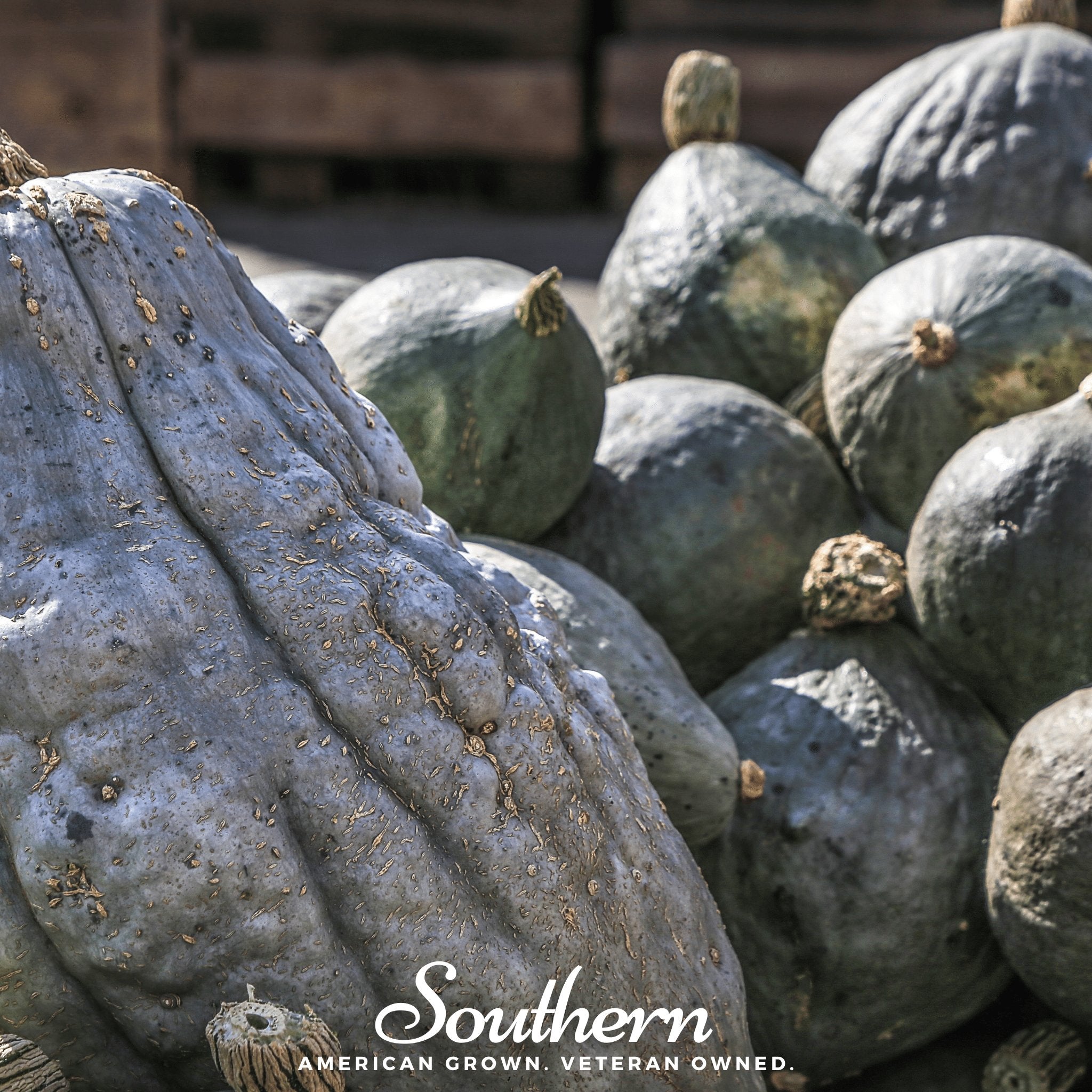 Blue Hubbard Winter Squash – 20 Seeds Southern Seeds