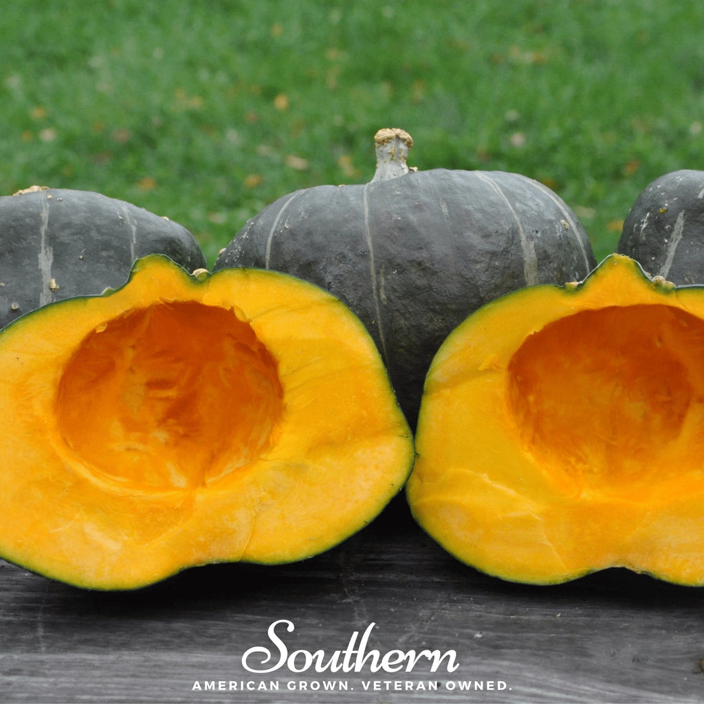 Buttercup Burgess Winter Squash – 20 Seeds Southern Seeds