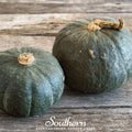 Buttercup Burgess Winter Squash – 20 Seeds Southern Seeds