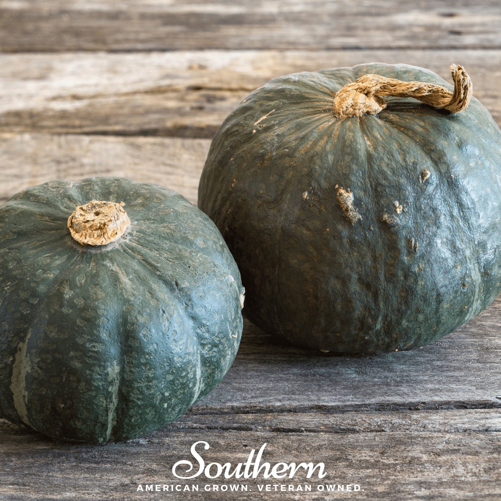 Buttercup Burgess Winter Squash – 20 Seeds Southern Seeds