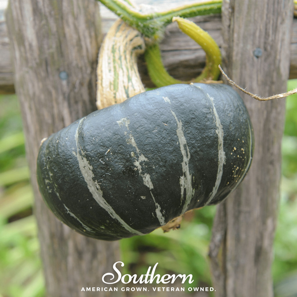 Buttercup Burgess Winter Squash – 20 Seeds Southern Seeds