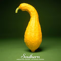 Crookneck Summer Squash – 25 Seeds Southern Seeds