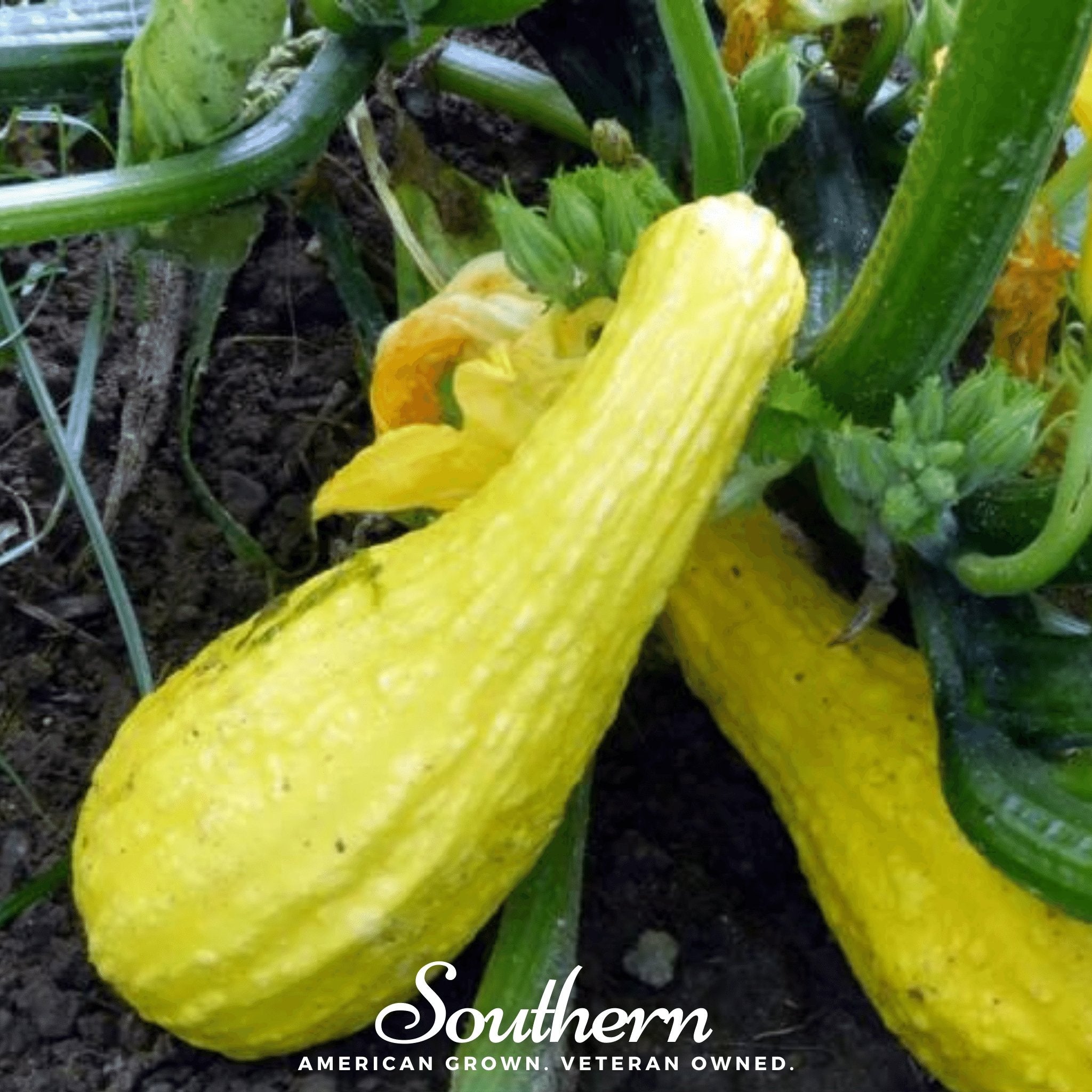 Crookneck Summer Squash – 25 Seeds Southern Seeds
