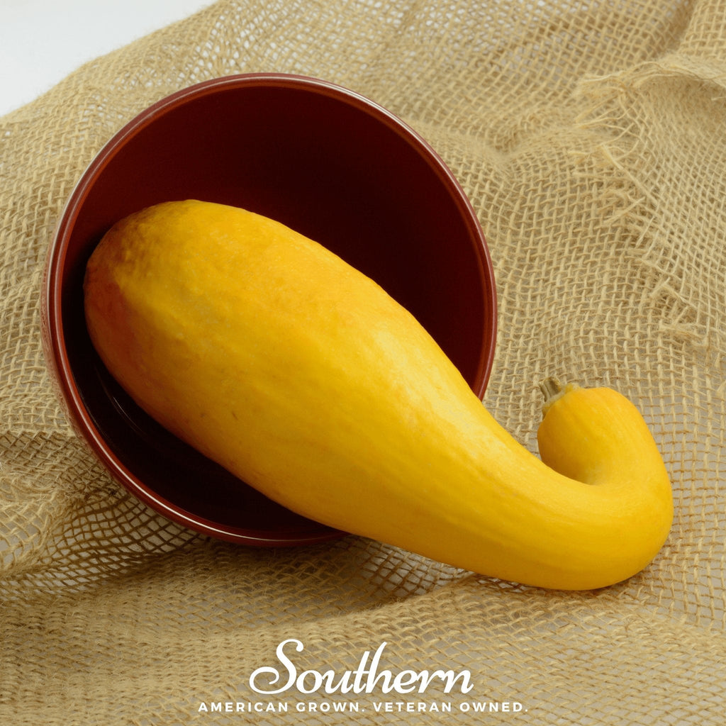 Crookneck Summer Squash – 25 Seeds Southern Seeds