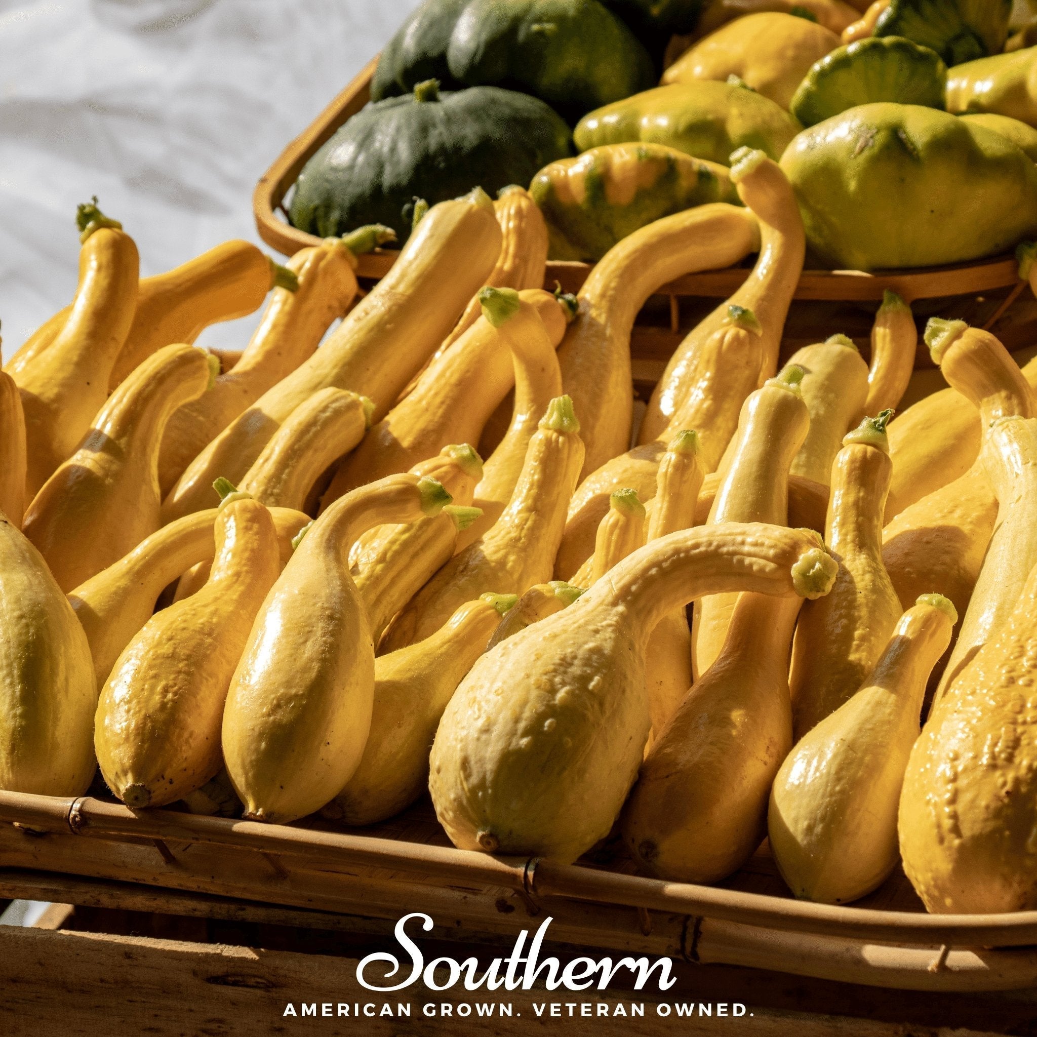 Crookneck Summer Squash – 25 Seeds Southern Seeds