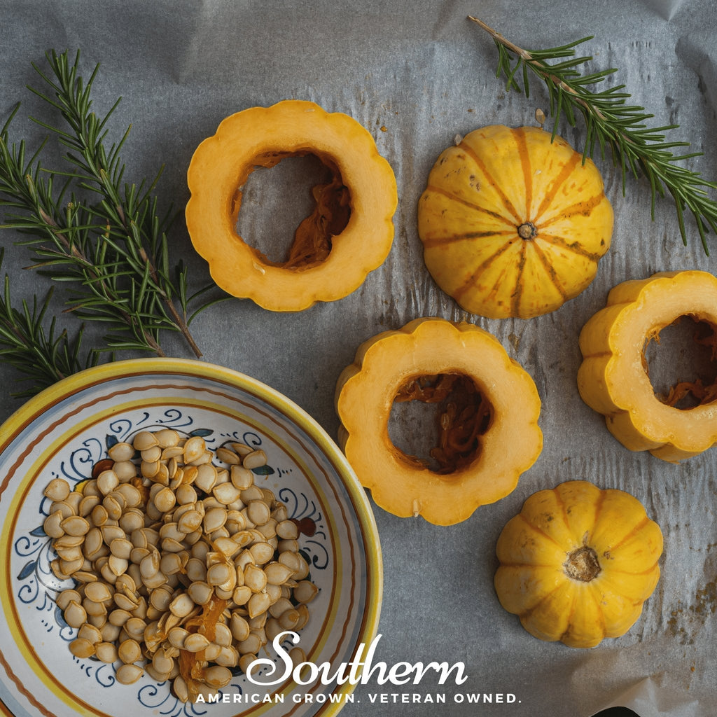 Delicata Squash – 20 Seeds Southern Seeds