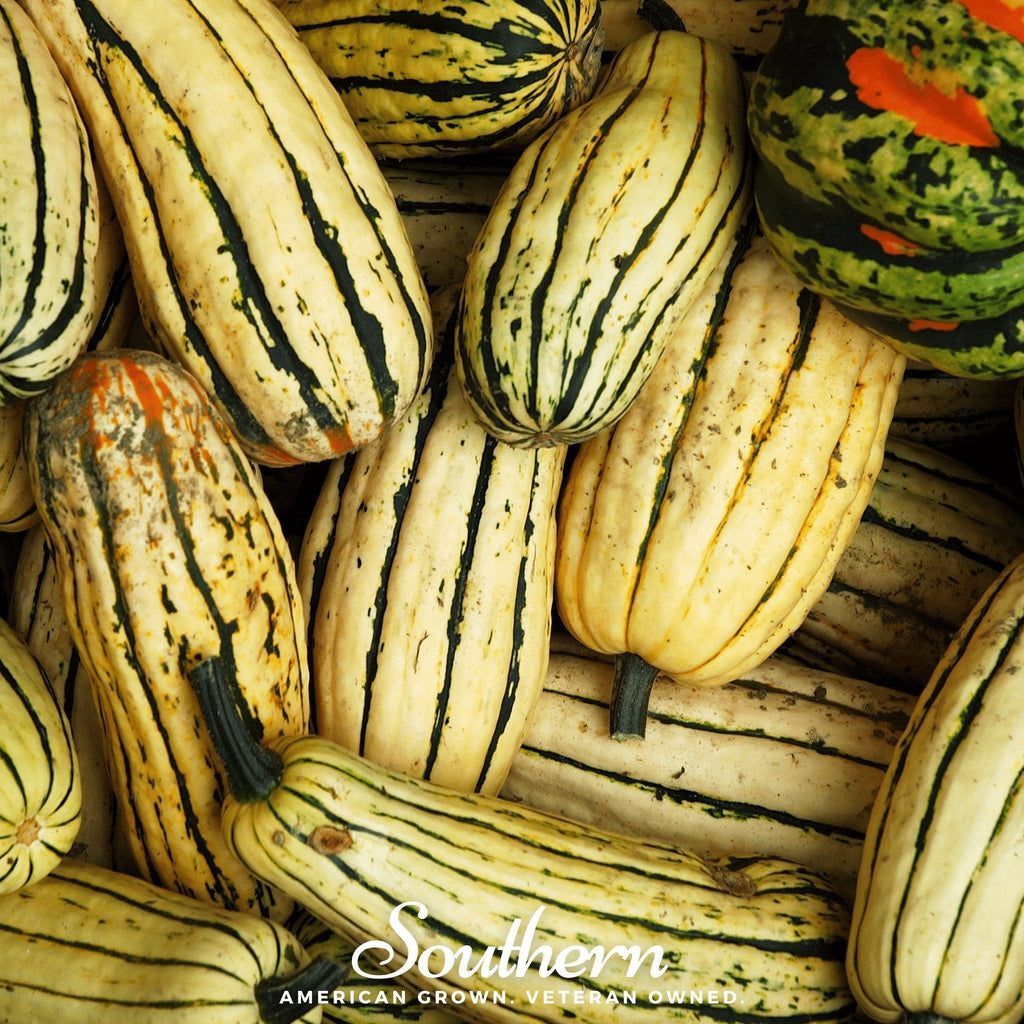Delicata Squash – 20 Seeds Southern Seeds