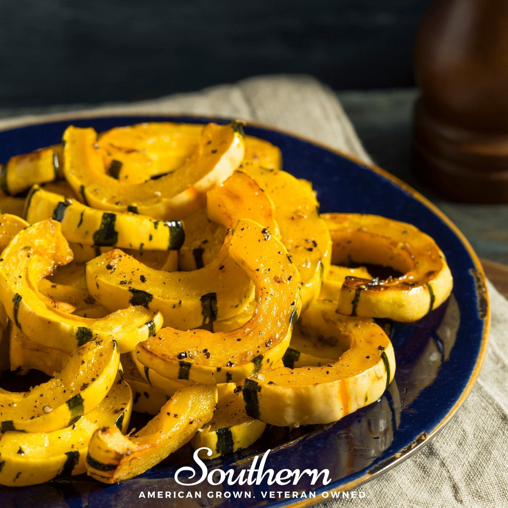 Delicata Squash – 20 Seeds Southern Seeds