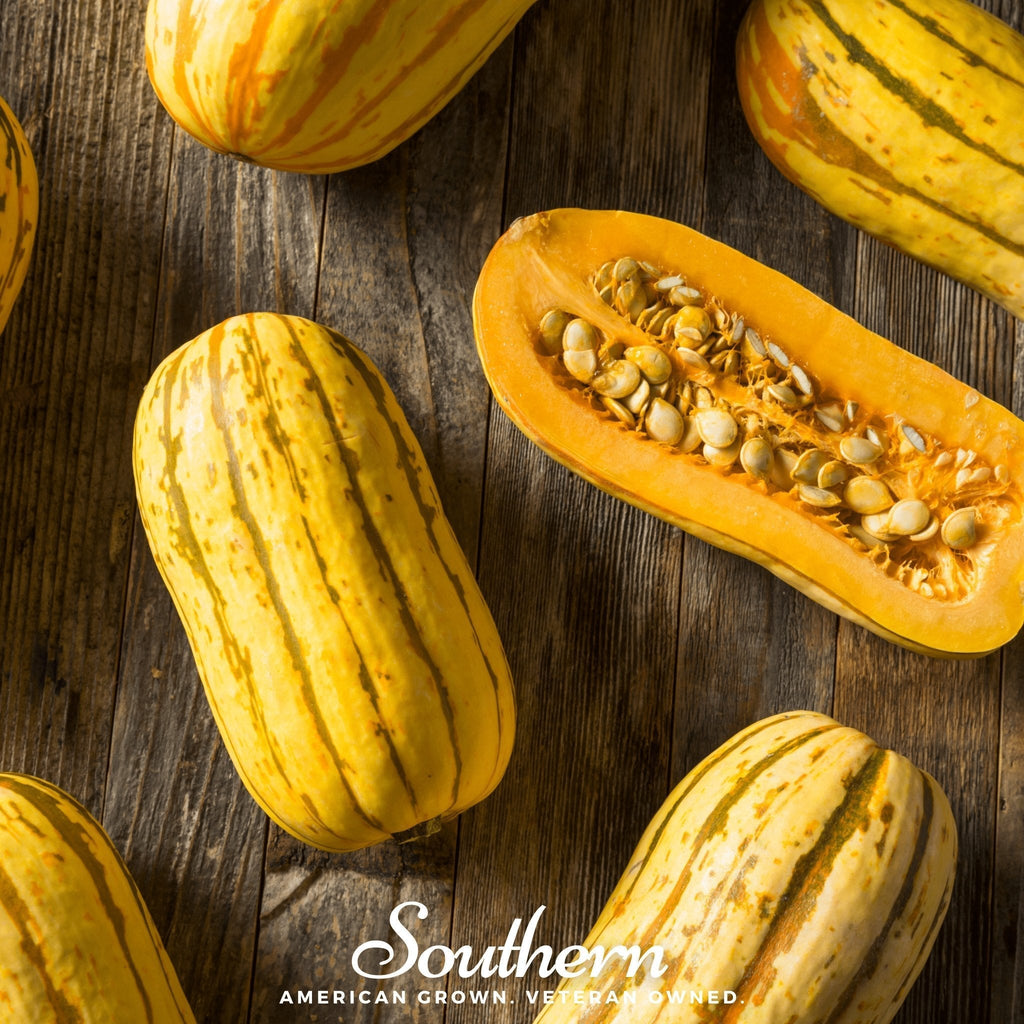 Delicata Squash – 20 Seeds Southern Seeds