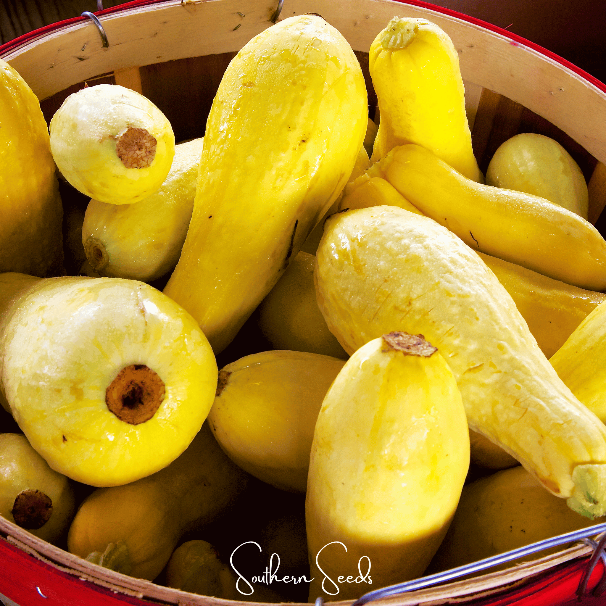 Early Prolific Straightneck Squash – 25 Seeds Southern Seeds