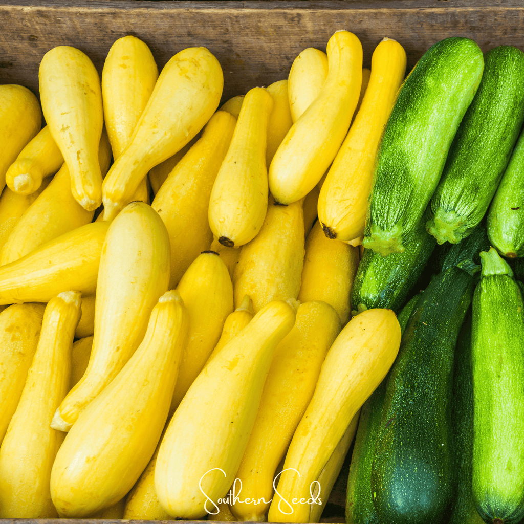 Early Prolific Straightneck Squash – 25 Seeds Southern Seeds