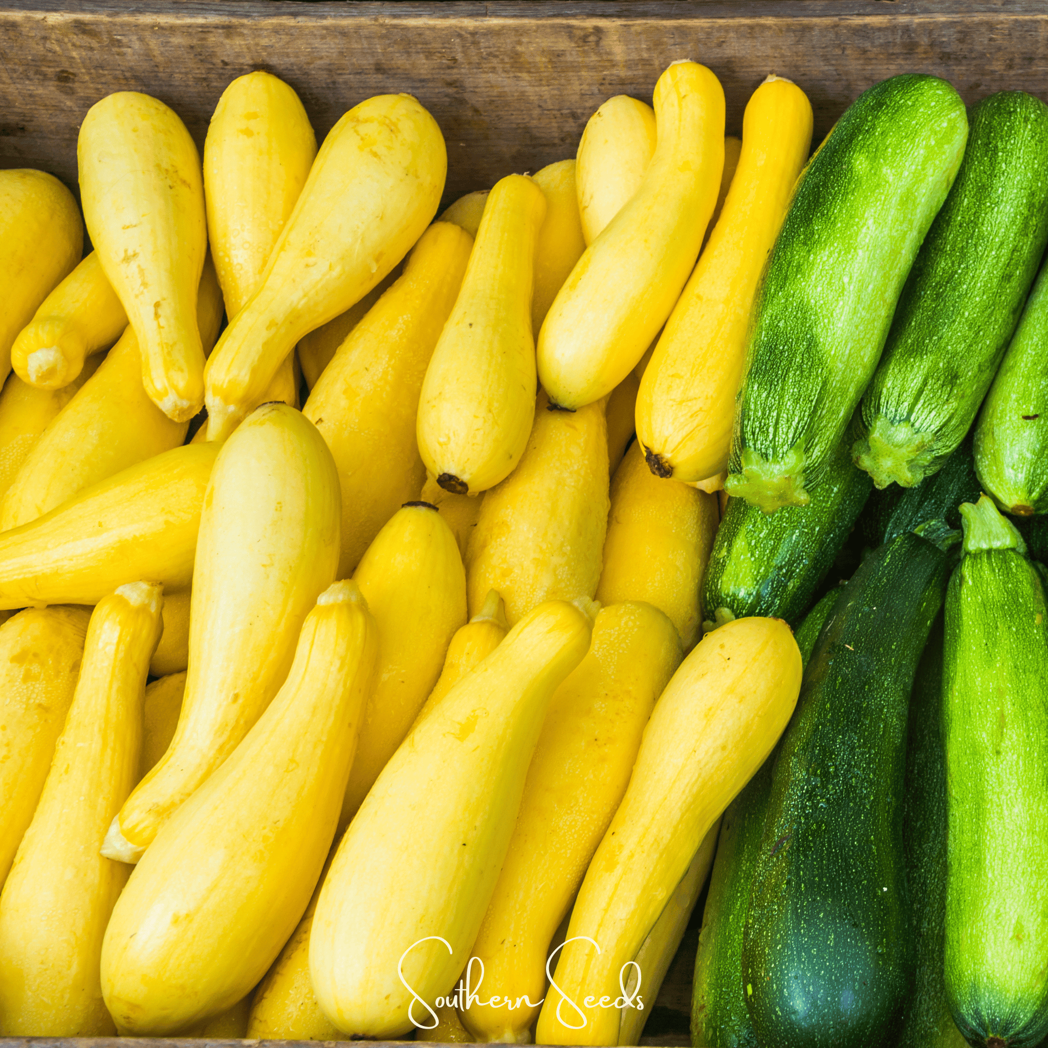 Early Prolific Straightneck Squash – 25 Seeds Southern Seeds
