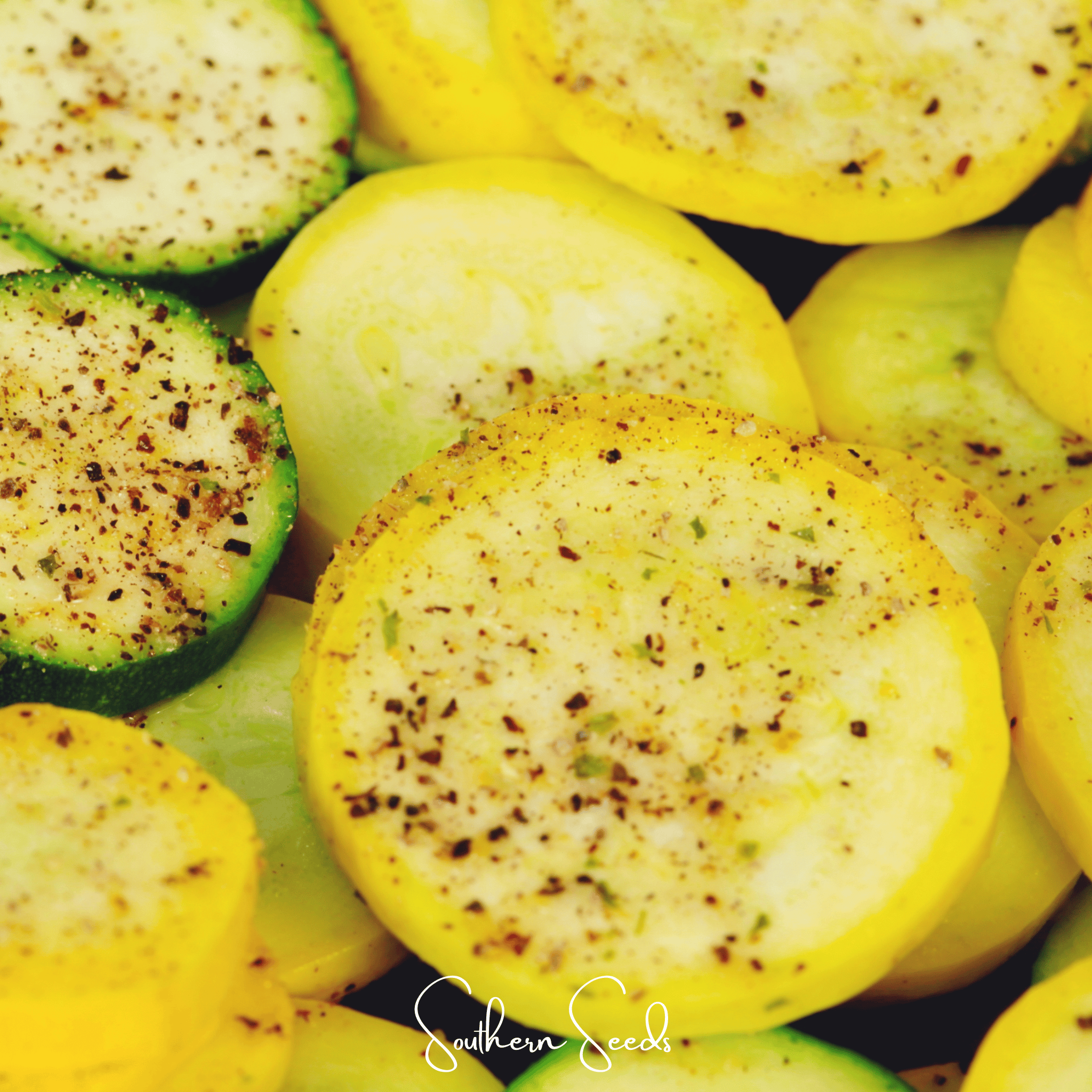 Early Prolific Straightneck Squash – 25 Seeds Southern Seeds