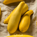 Early Prolific Straightneck Squash – 25 Seeds Southern Seeds