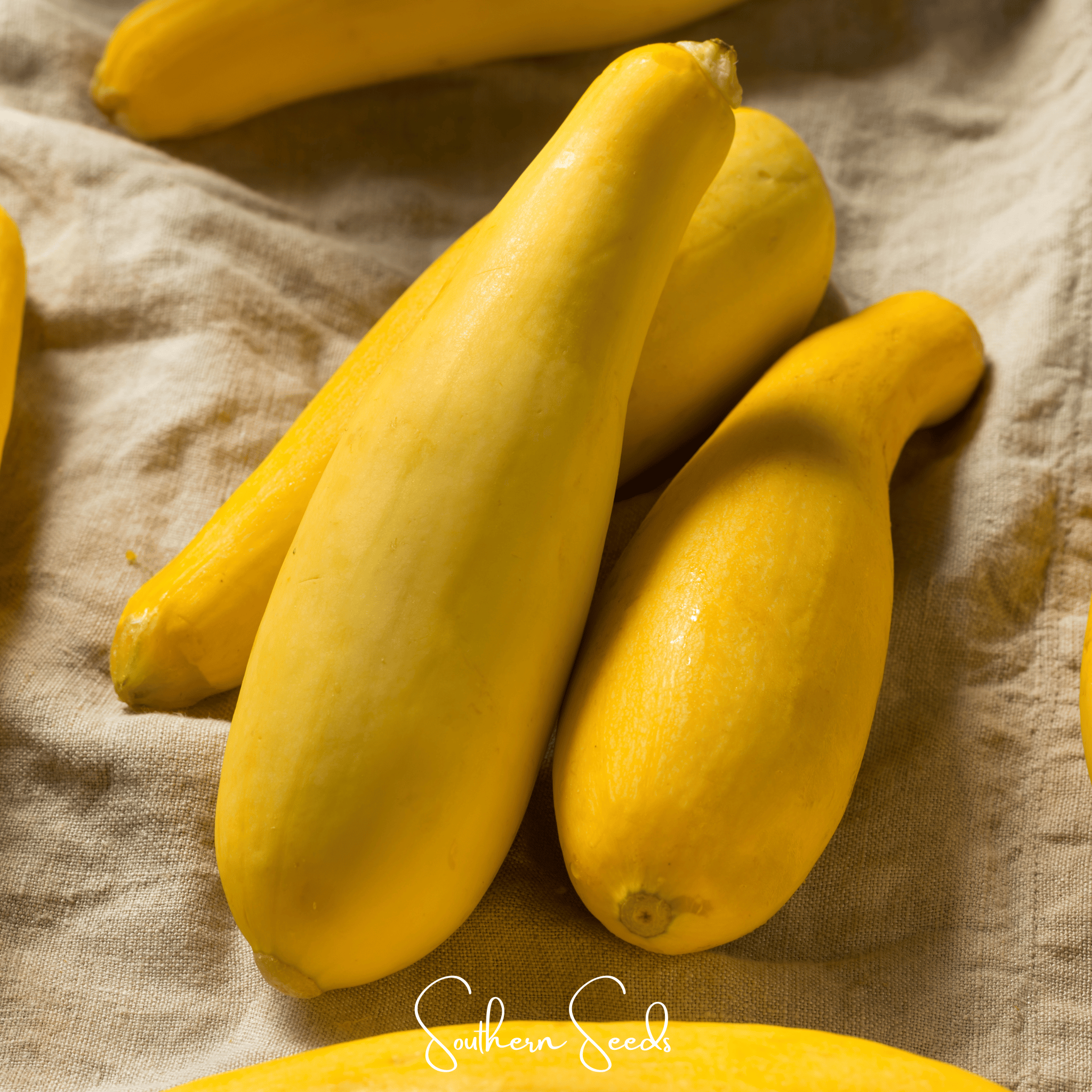 Early Prolific Straightneck Squash – 25 Seeds Southern Seeds
