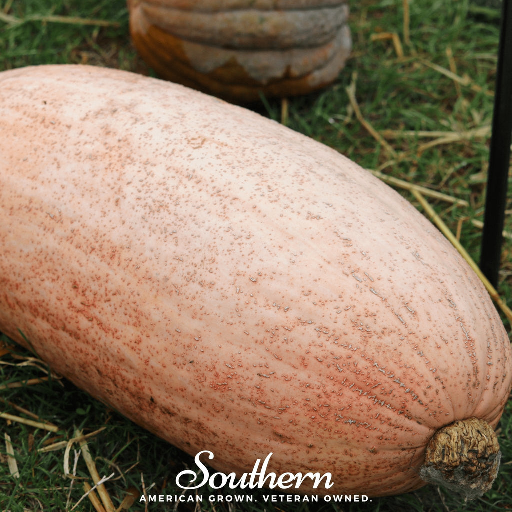 Pink Banana Squash – 25 Seeds Southern Seeds