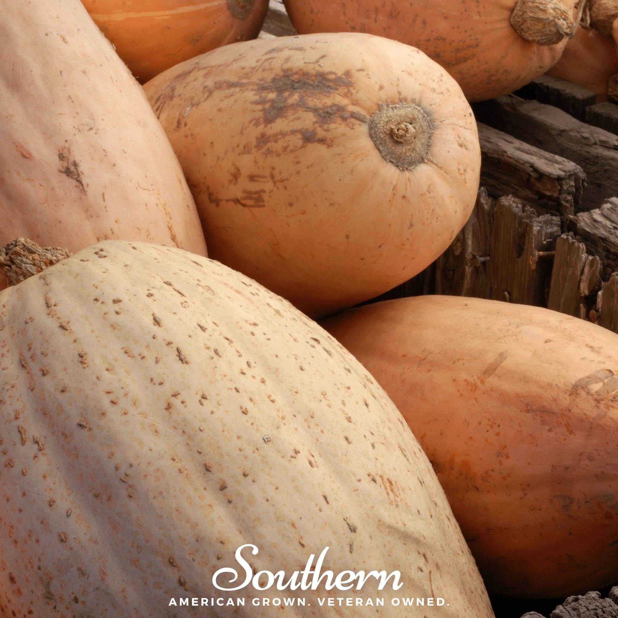 Pink Banana Squash – 25 Seeds Southern Seeds