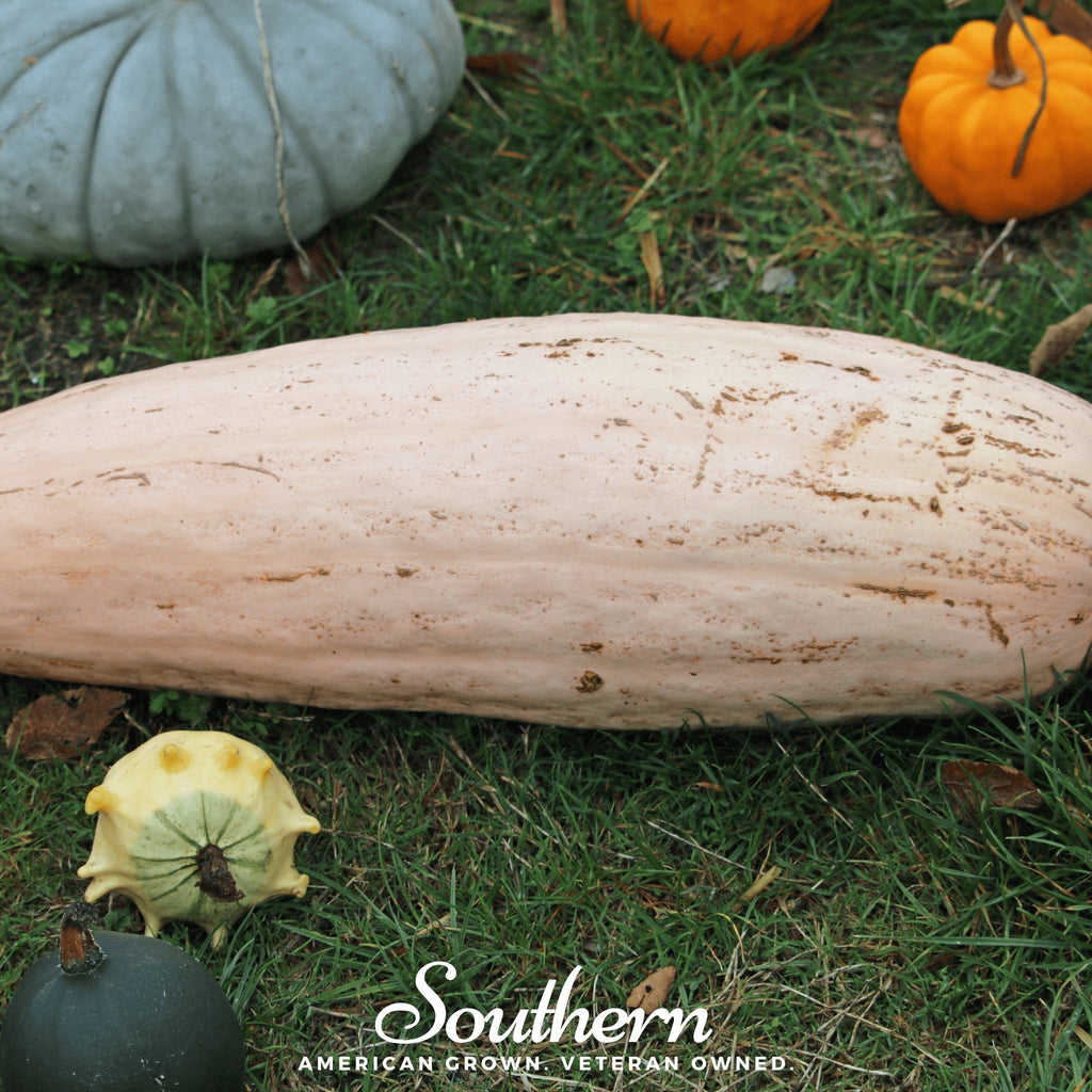 Pink Banana Squash – 25 Seeds Southern Seeds