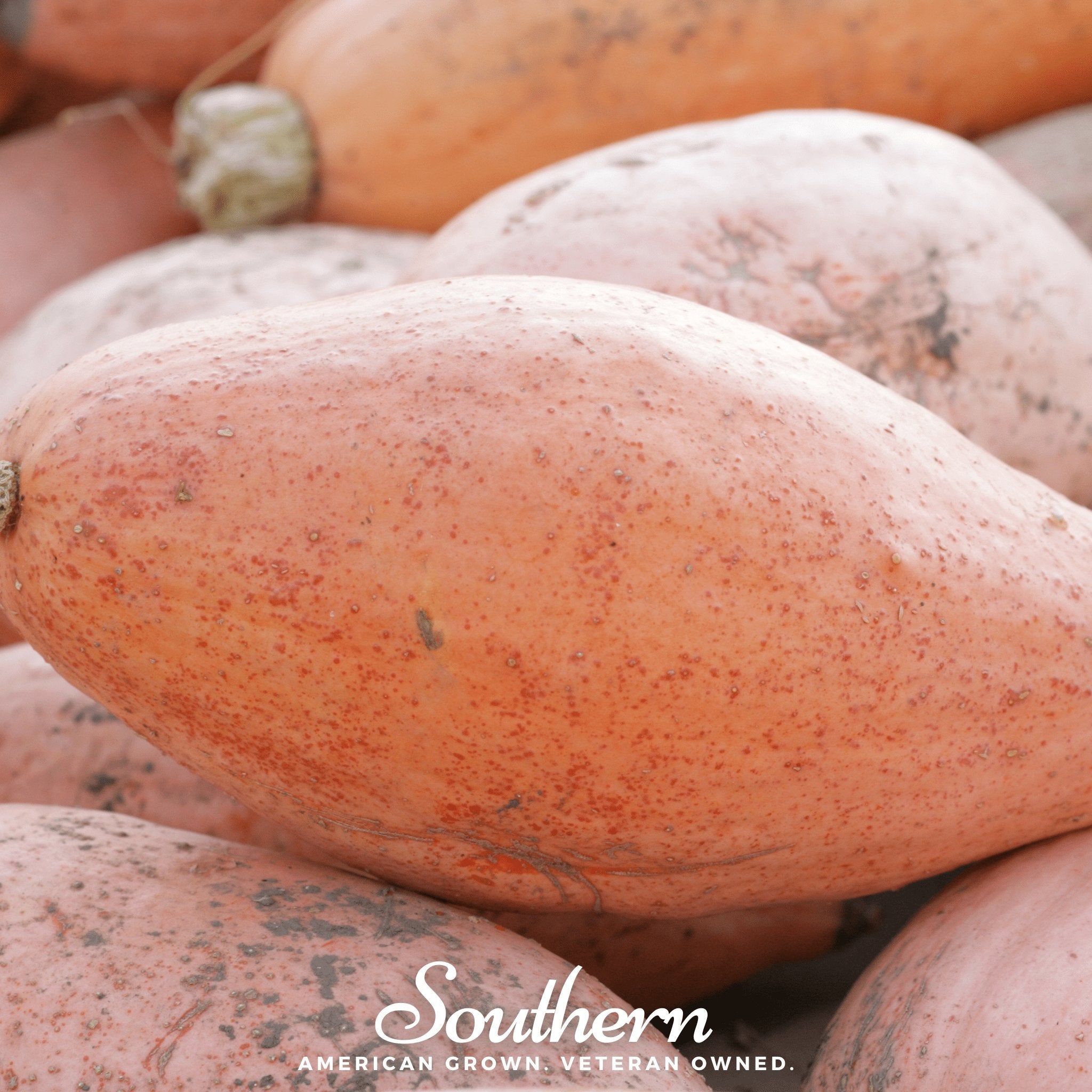 Pink Banana Squash – 25 Seeds Southern Seeds