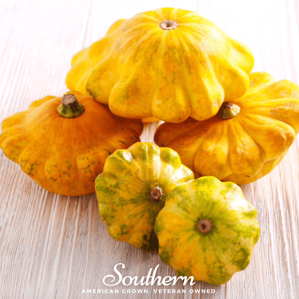 Scallop Yellow Bush Summer Squash – 25 Seeds Southern Seeds