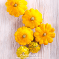 Scallop Yellow Bush Summer Squash – 25 Seeds Southern Seeds