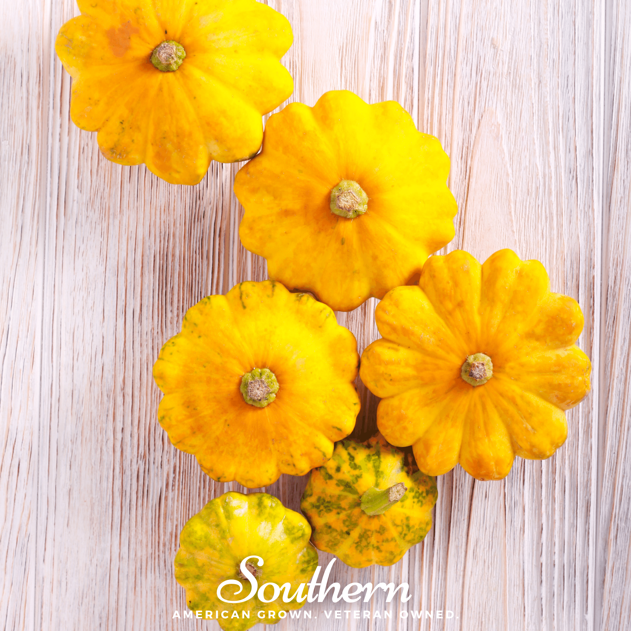 Scallop Yellow Bush Summer Squash – 25 Seeds Southern Seeds