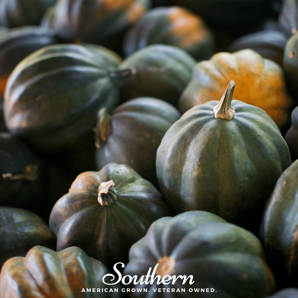 Table Queen Acorn Winter Squash – 25 Seeds Southern Seeds