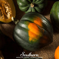 Table Queen Acorn Winter Squash – 25 Seeds Southern Seeds