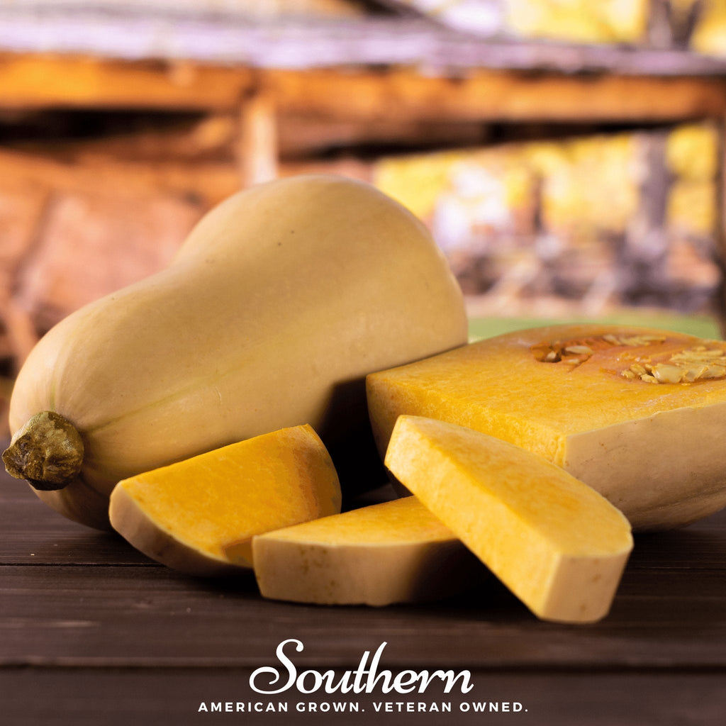 Waltham Butternut Winter Squash – 25 Seeds Southern Seeds