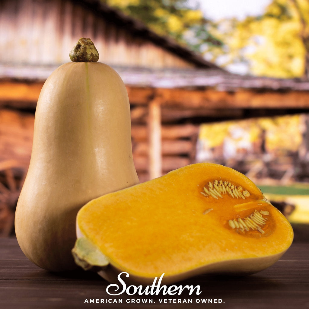 Waltham Butternut Winter Squash – 25 Seeds Southern Seeds