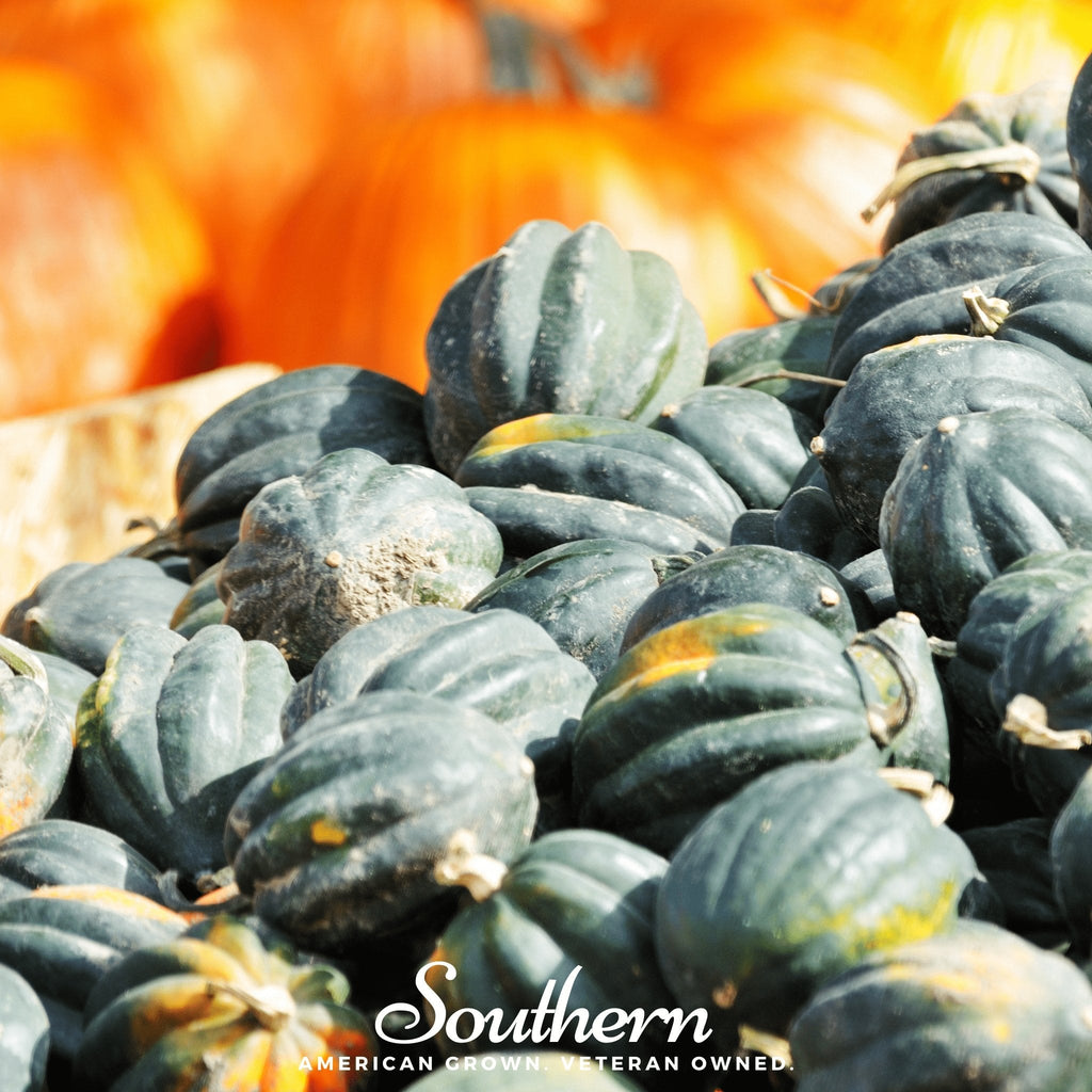 Table King Acorn Winter Squash – 20 Seeds Southern Seeds
