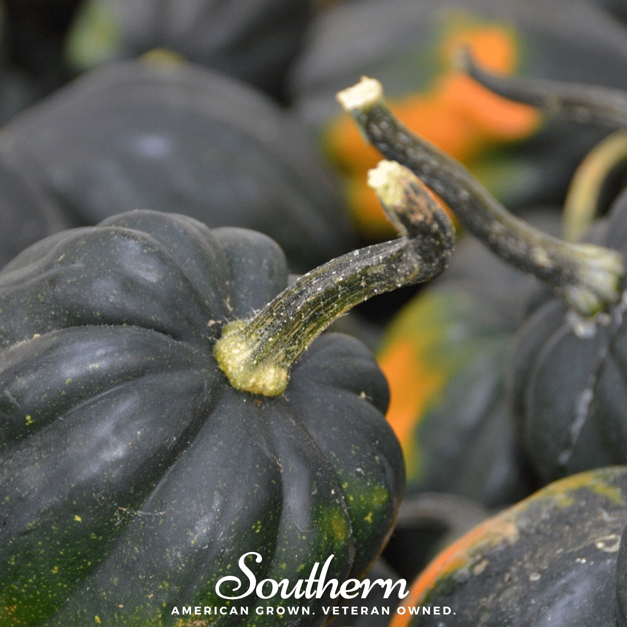 Table King Acorn Winter Squash – 20 Seeds Southern Seeds